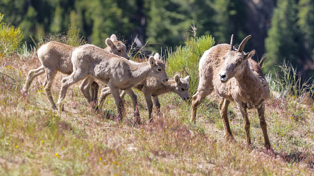 Bighorn sheep ewe and lambs