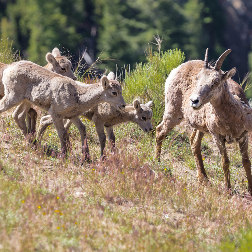 Bighorn sheep ewe and lambs