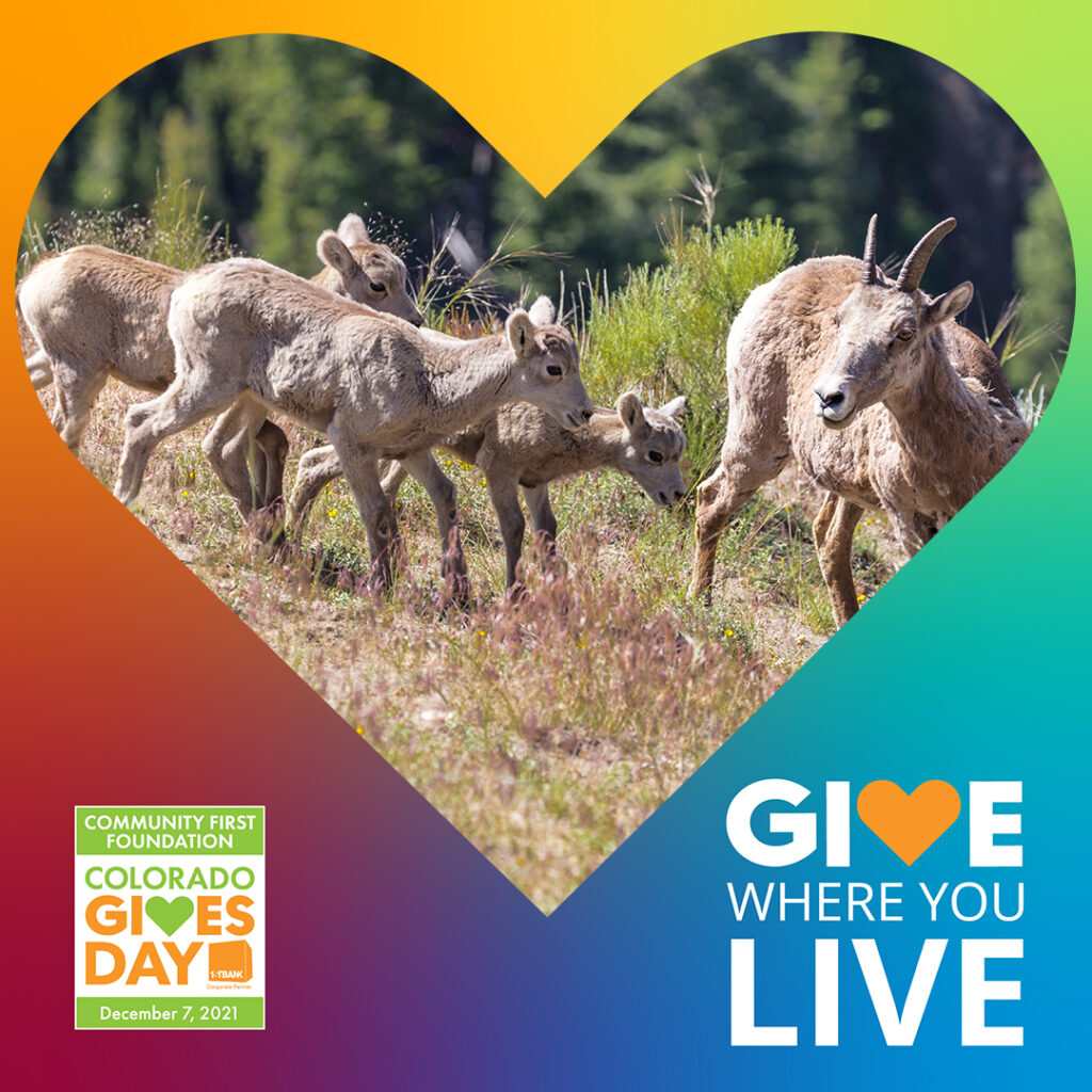 Bighorn sheep ewe and lambs with a heart overlay