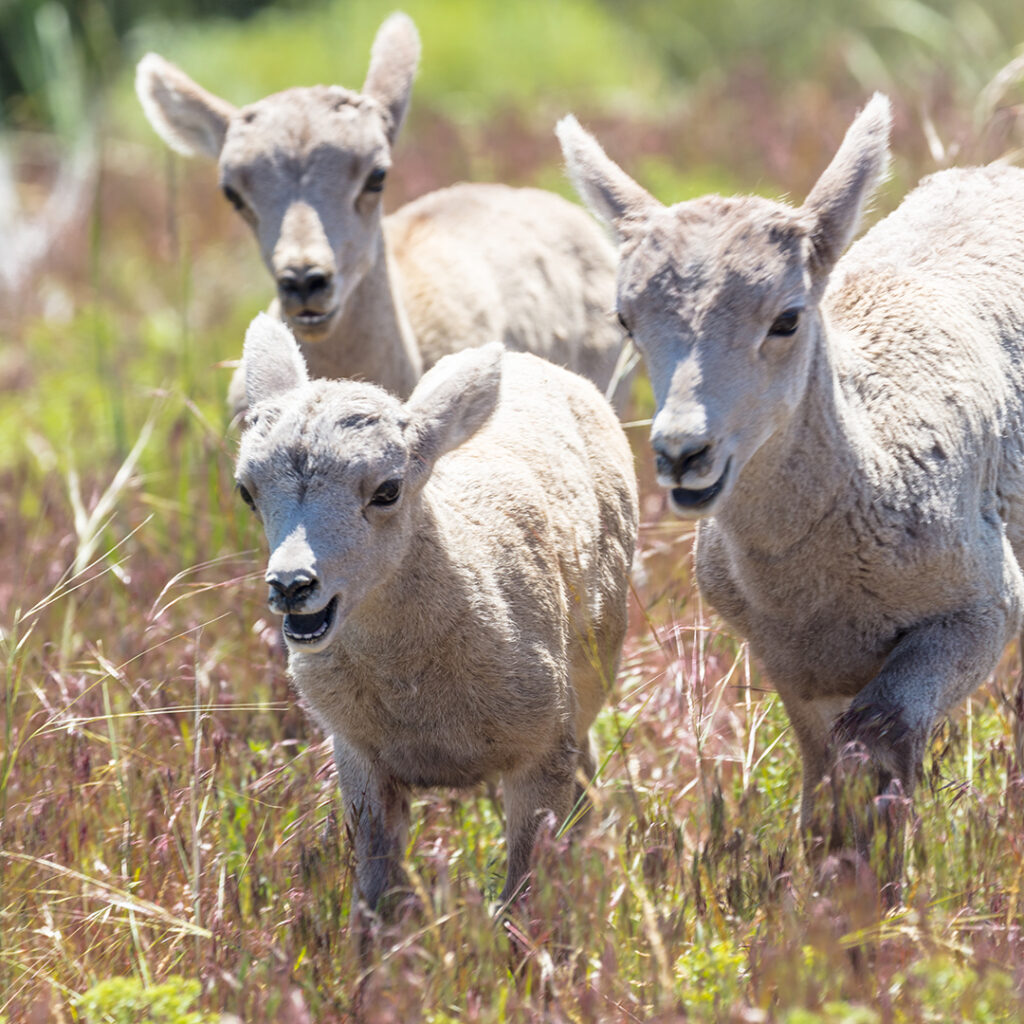 Bighorn sheep lambs