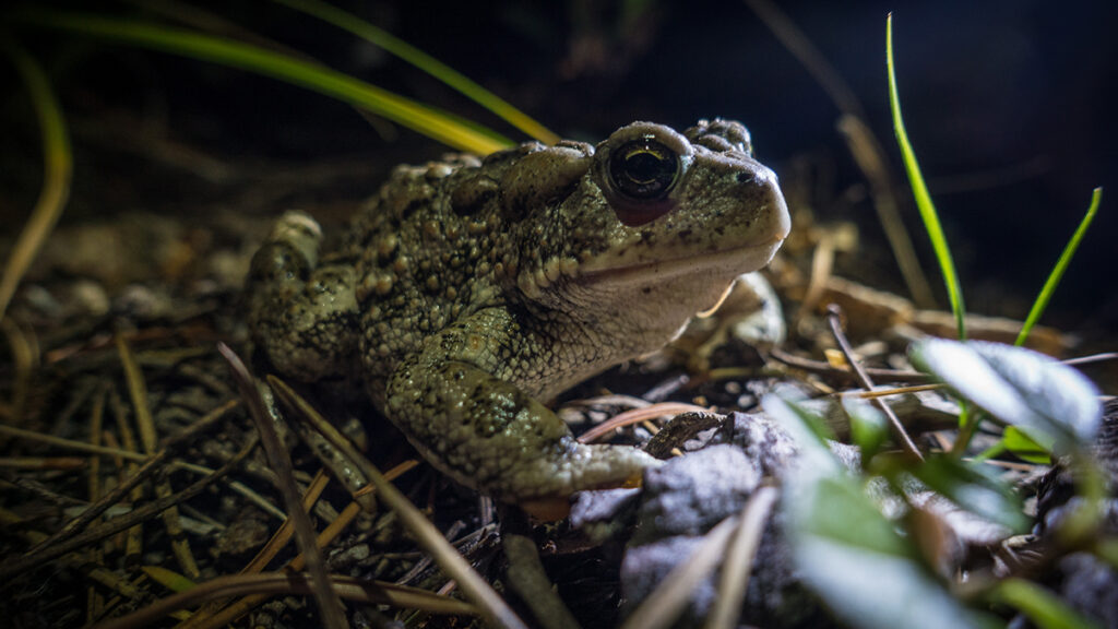 Boreal toad