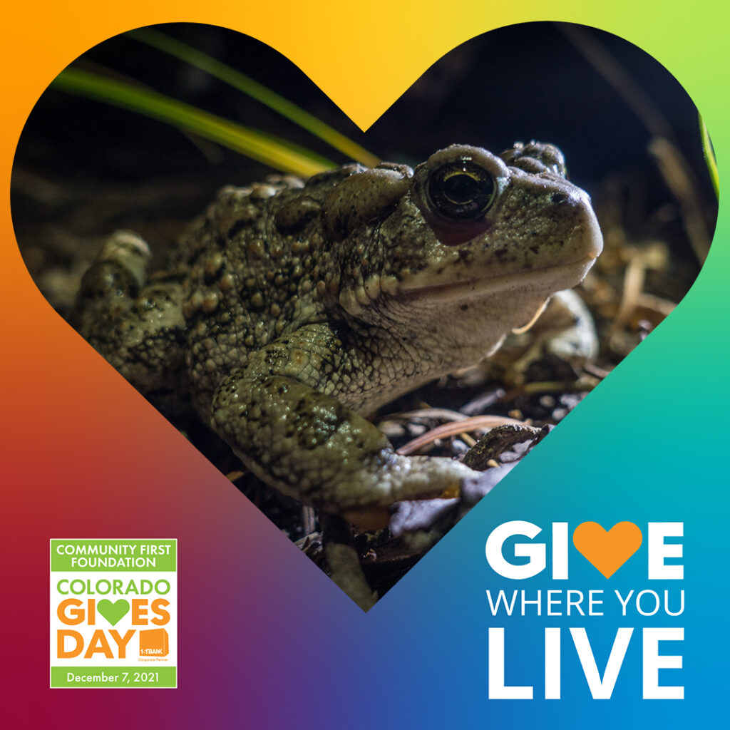 Boreal toad with heart overlay