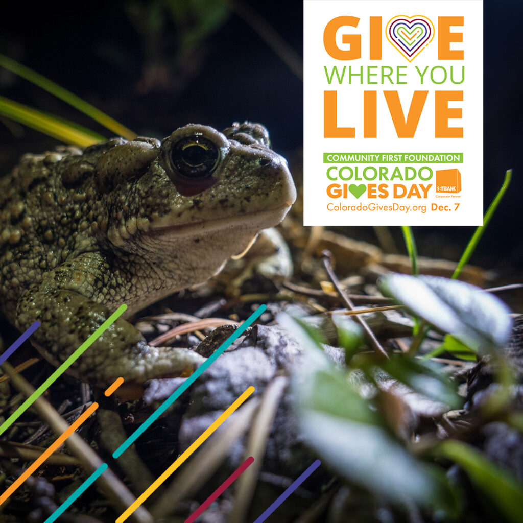 Boreal toad with line overlay