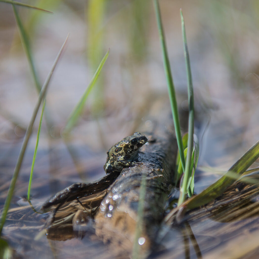 Boreal toad on a stick
