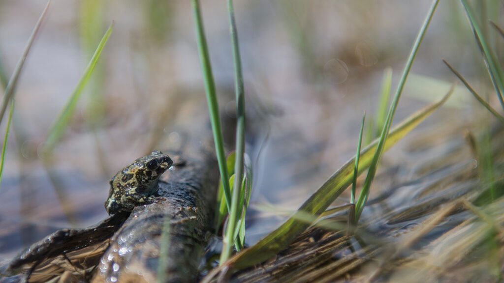 Boreal toad on a stick