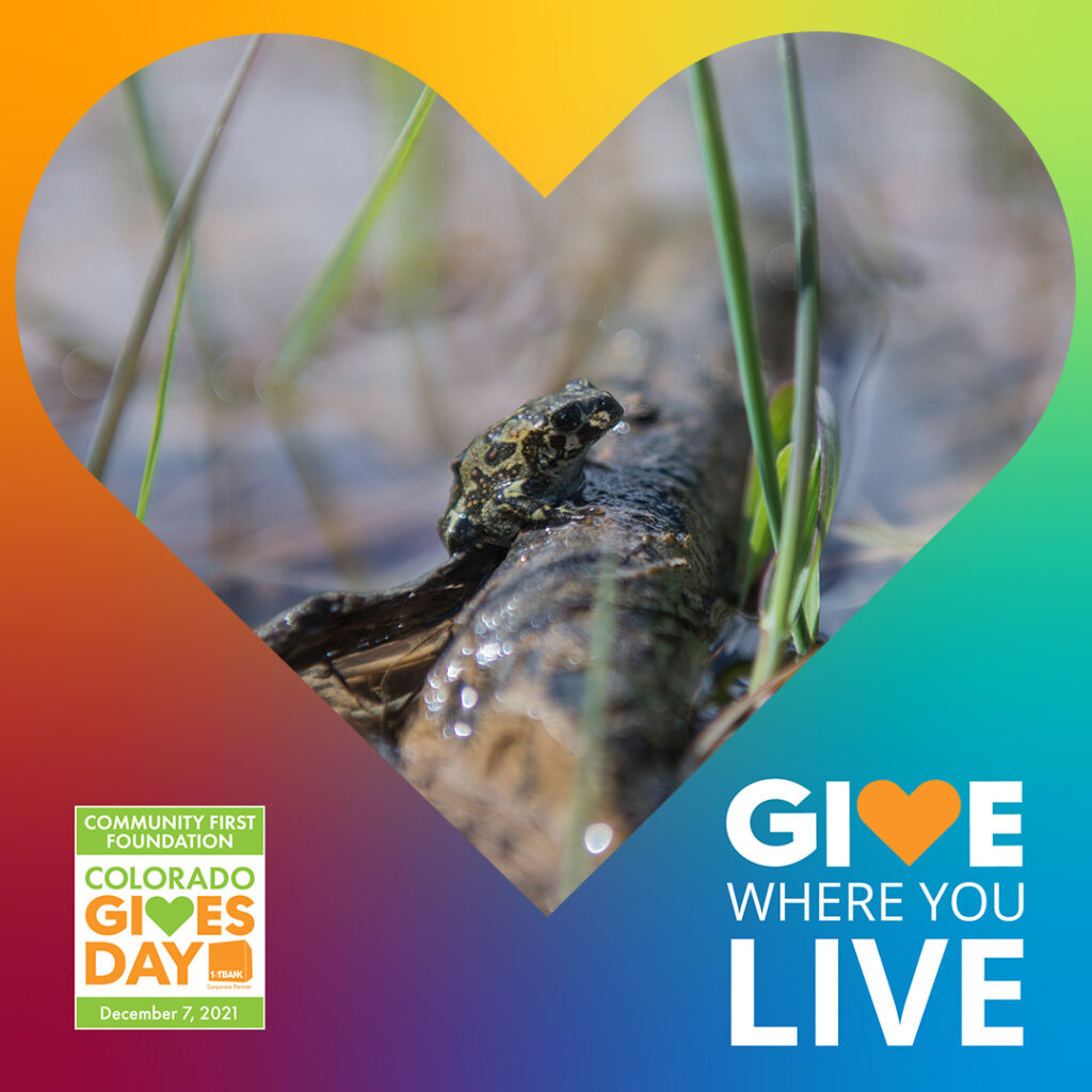 Boreal toad on a stick with a heart overlay
