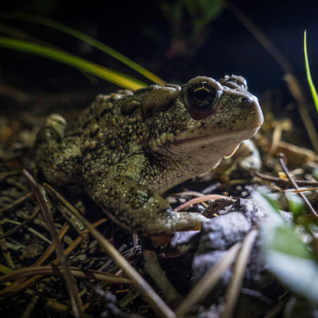 Boreal toad