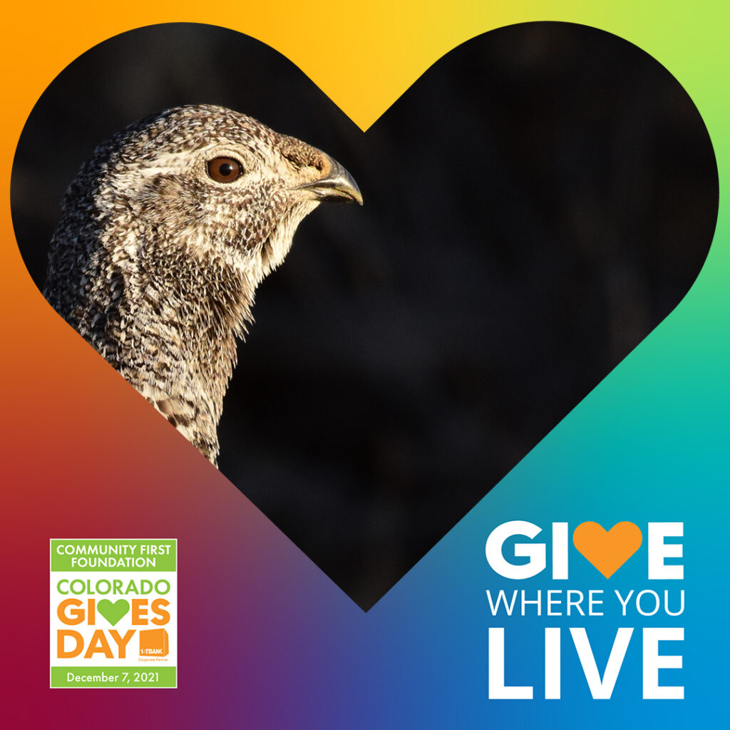 Greater sage-grouse hen with heart overlay