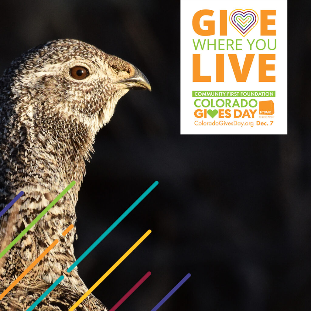 Greater sage-grouse hen with line overlay