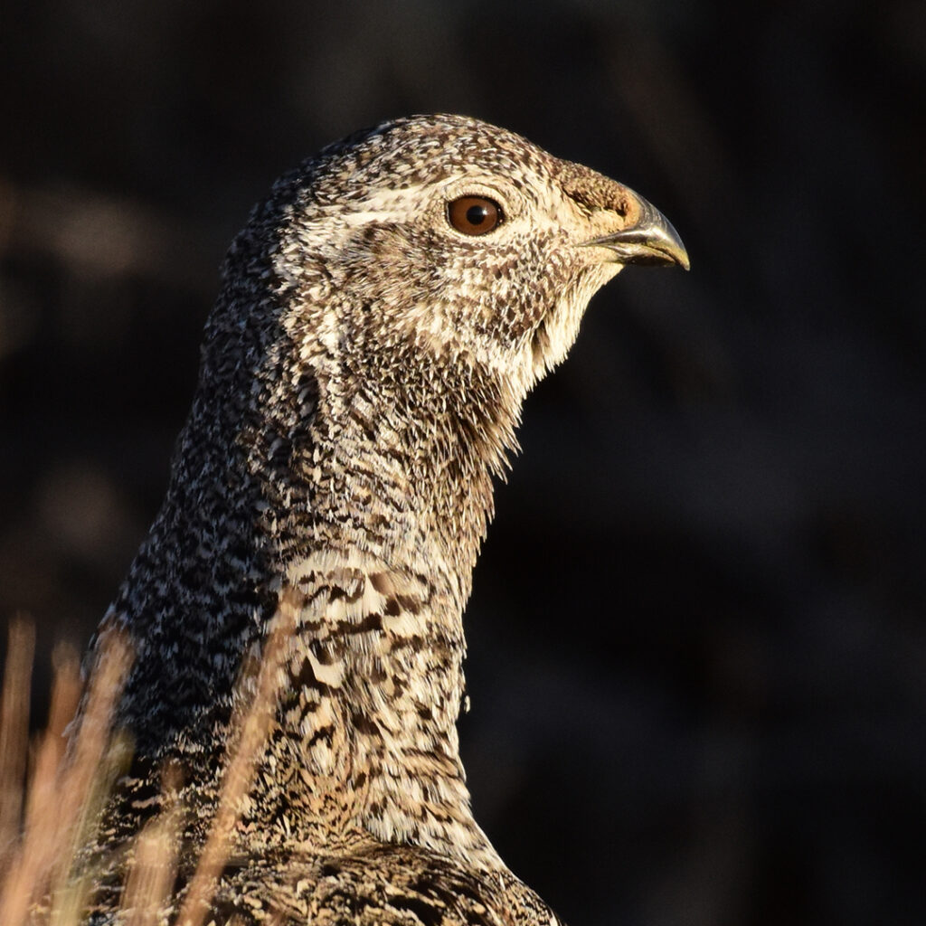 Greater sage-grouse hen