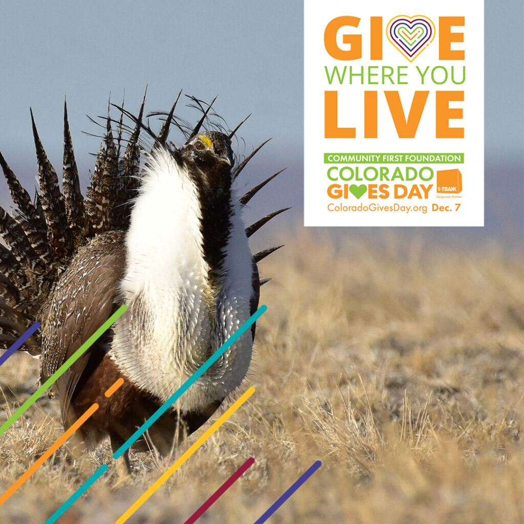 Greater sage-grouse with line overlay