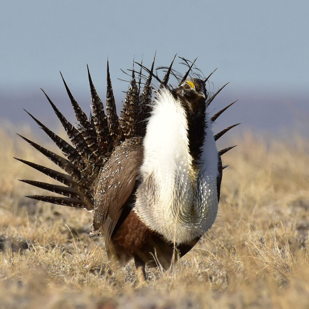 Greater sage-grouse