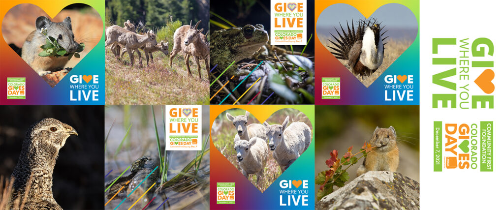 Colorado Gives Day kit graphics in a banner