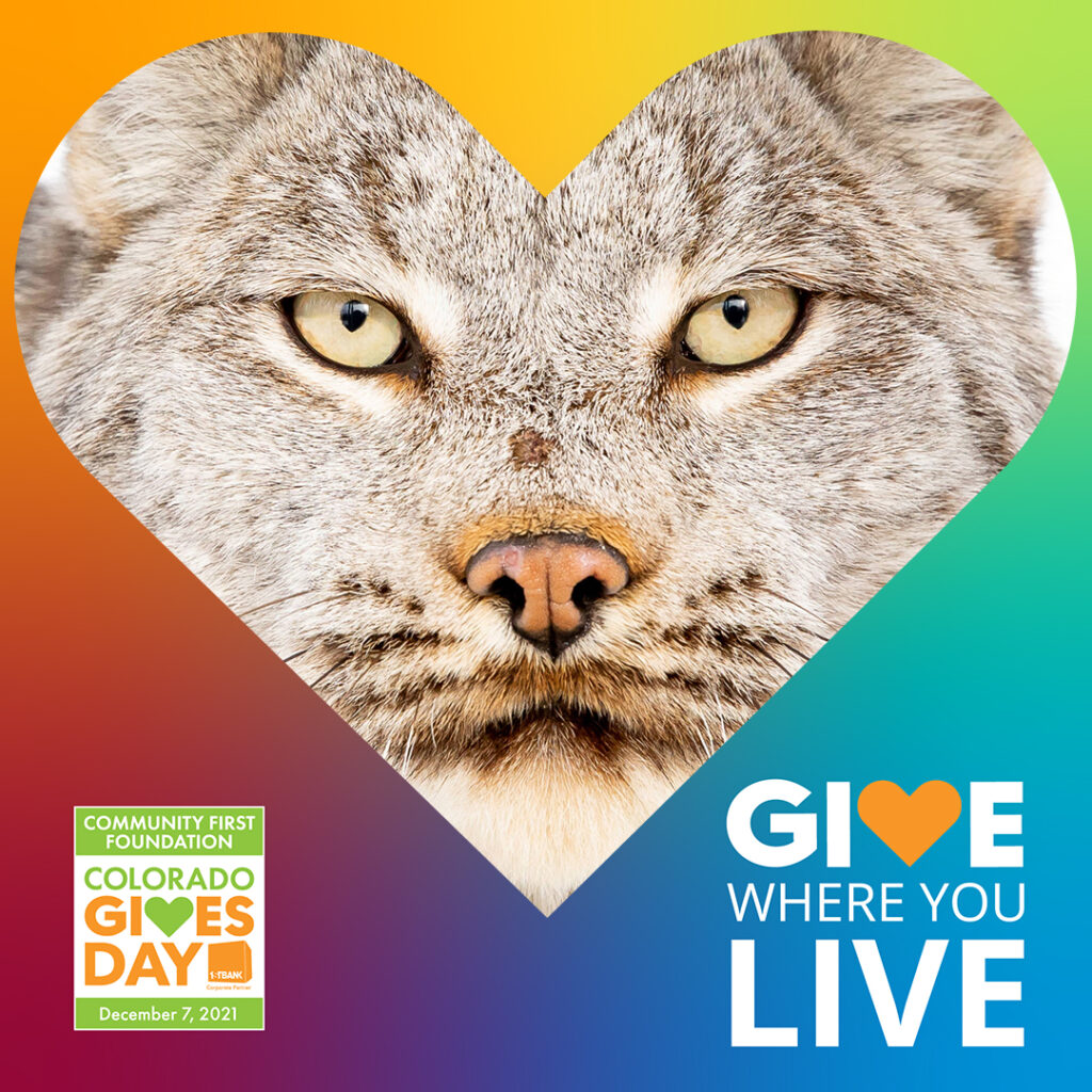 Close up of a lynx face with a heart overlay