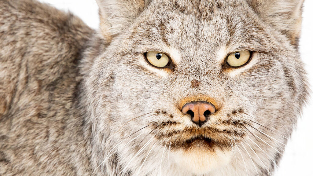 Close up of a lynx face