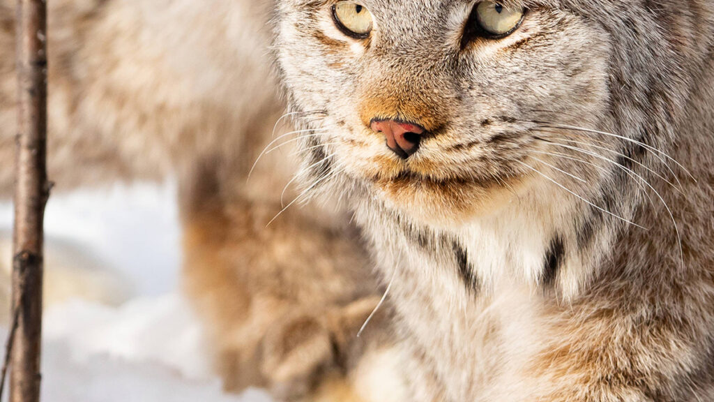 A lynx in snow