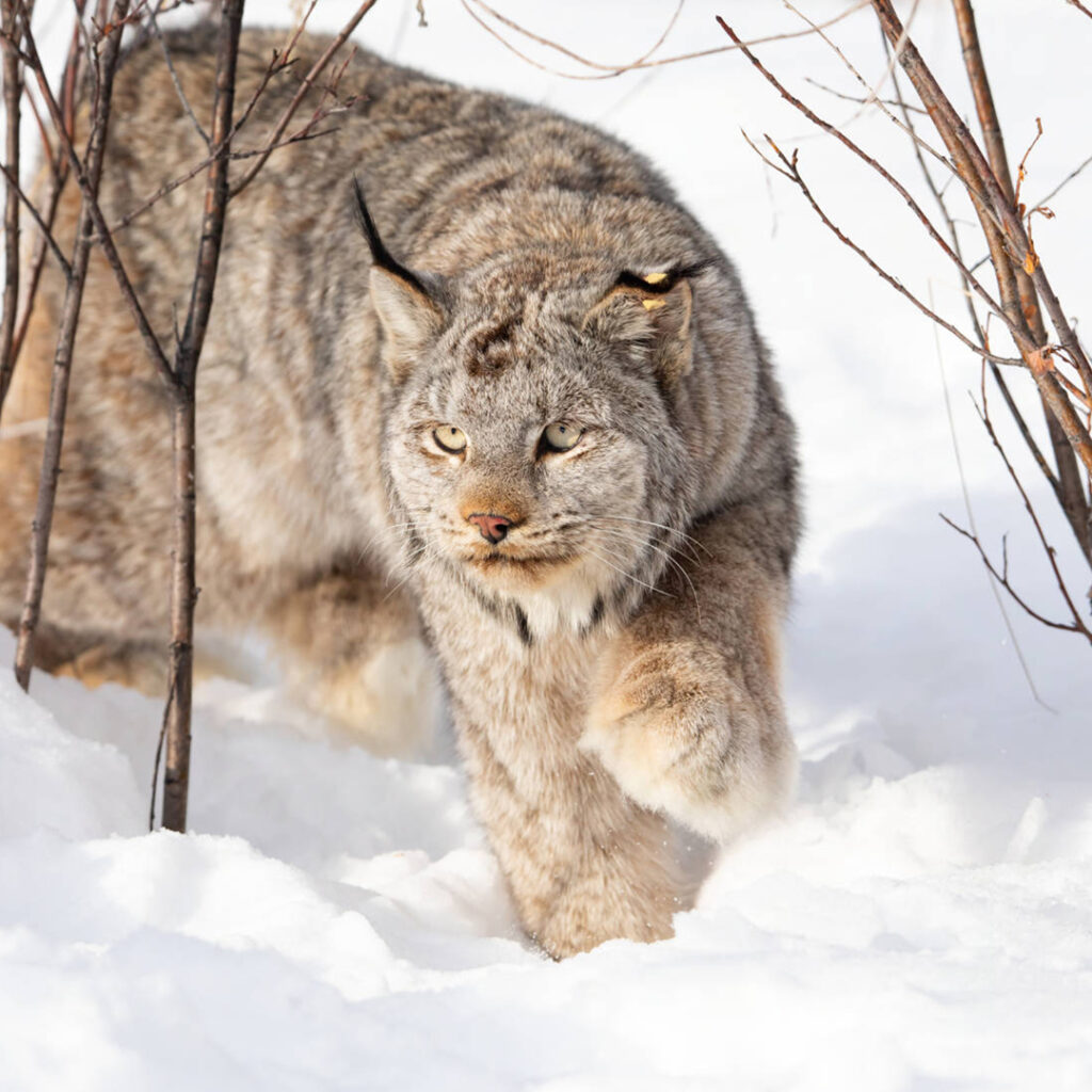 A lynx walking in snow