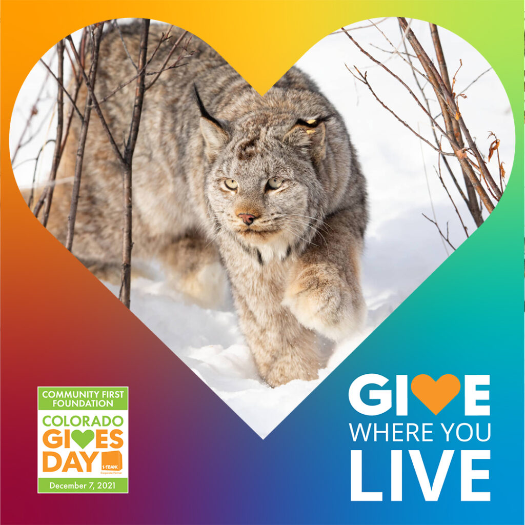 A lynx walking in snow with a heart overlay