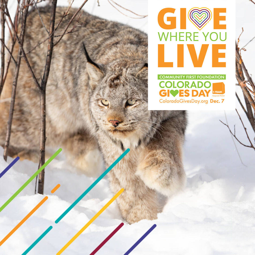 A lynx walking in snow with a line overlay