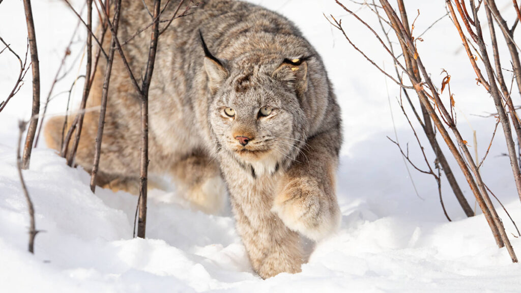 A lynx walking in snow