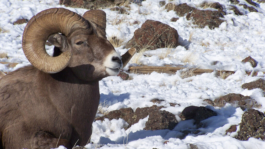 Rocky Mountain Bighorn Sheep Ram