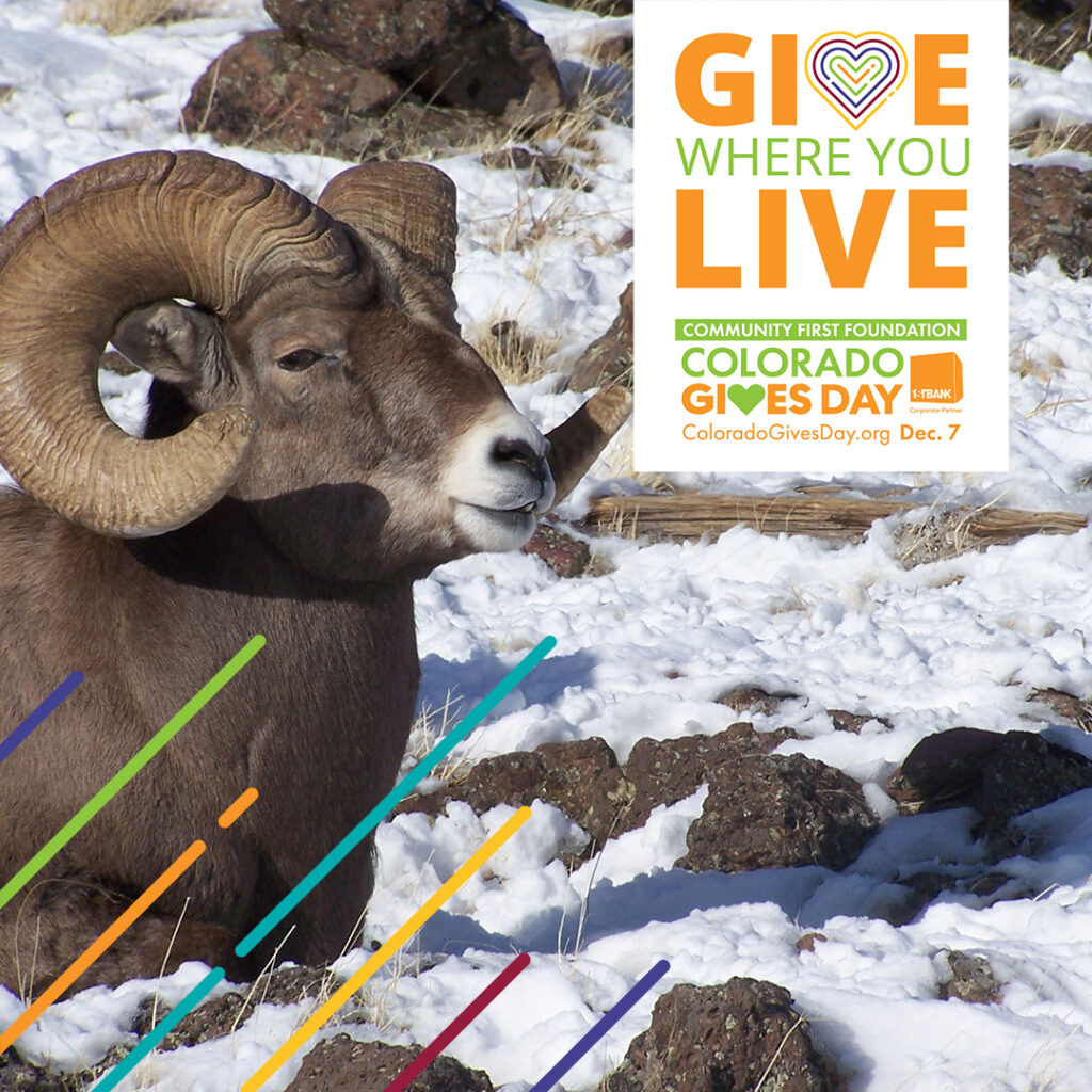 Rocky Mountain Bighorn Sheep Ram with lines overlay