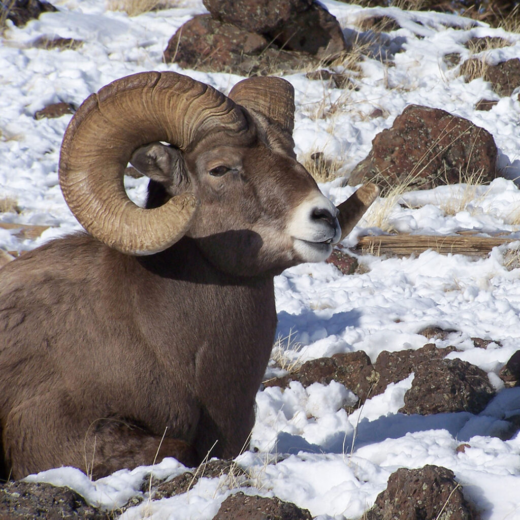 Rocky Mountain Bighorn Sheep Ram