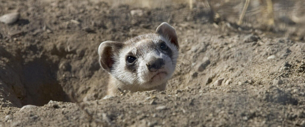 Black footed ferret emerging from a prairie dog hole