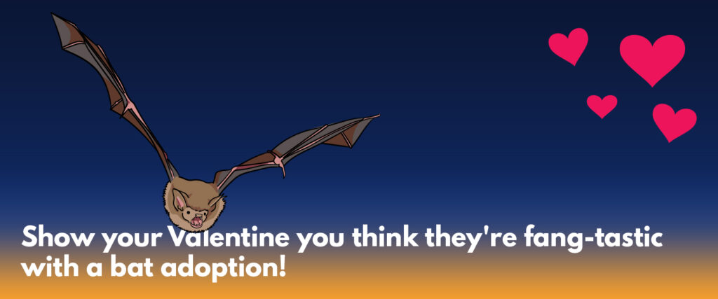 Illustration of a little brown bat against a night sky with red hearts. Text says "Show your Valentine you think they're fang-tastic with a bat adoption!"