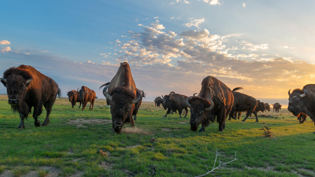 Photograph of bison in a field