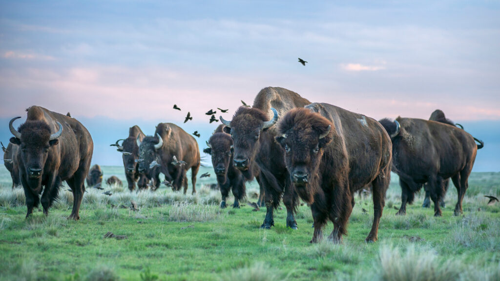 Photograph of bison in a field