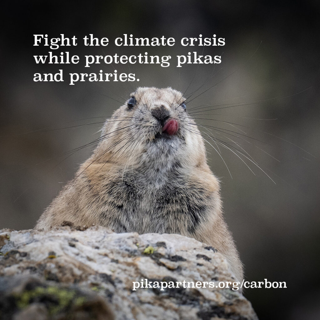 Photograph of an American pika licking their face. Text says "Fight the climate crisis while protecting pikas and prairies. pikapartners.org/carbon"