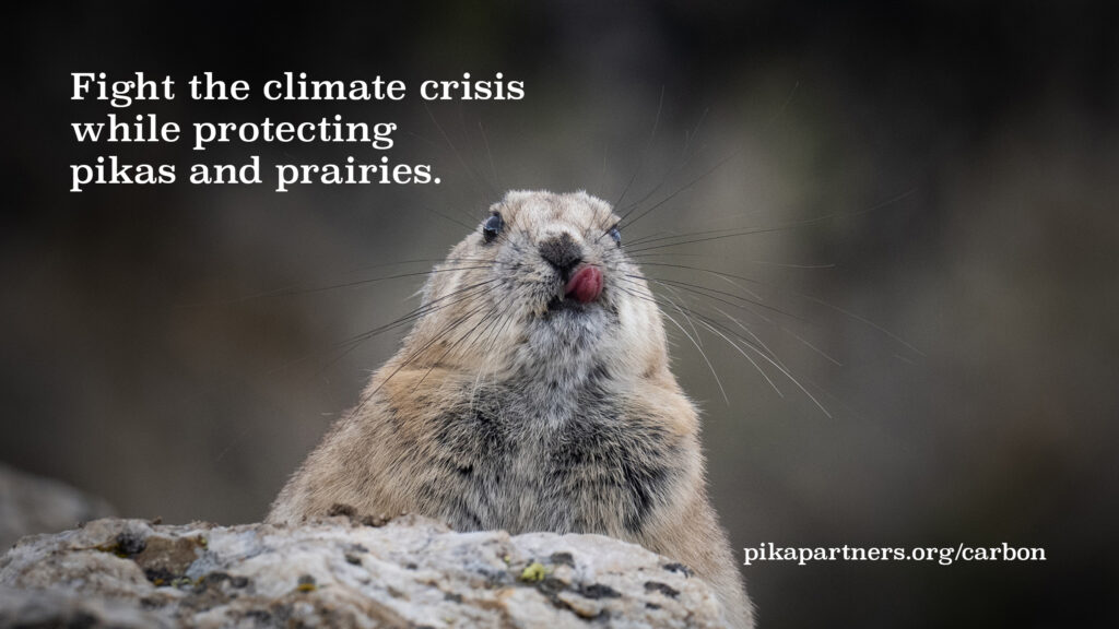 Photograph of an American pika licking their face. Text says "Fight the climate crisis while protecting pikas and prairies. pikapartners.org/carbon"