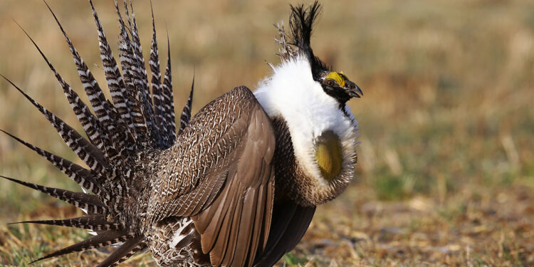 A huge win for Gunnison sage-grouse!