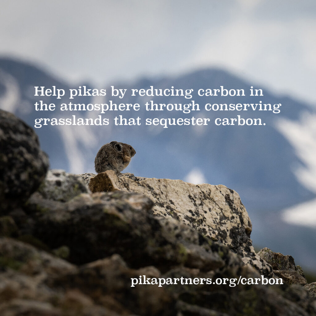 Photograph of an American Pika on talus. Text says "Help pikas by reducing carbon in the atmosphere through conserving grasslands that sequester carbon. pikapartners.org/carbon"