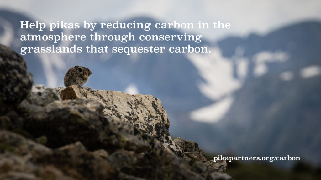 Photograph of an American Pika on talus. Text says "Help pikas by reducing carbon in the atmosphere through conserving grasslands that sequester carbon. pikapartners.org/carbon"