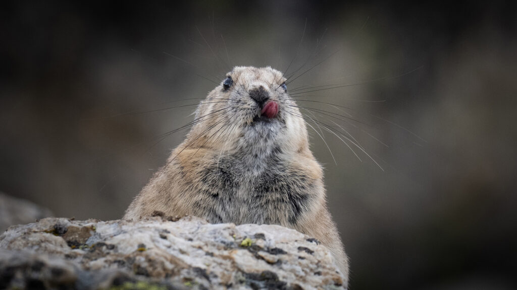 Photograph of an American pika licking their face