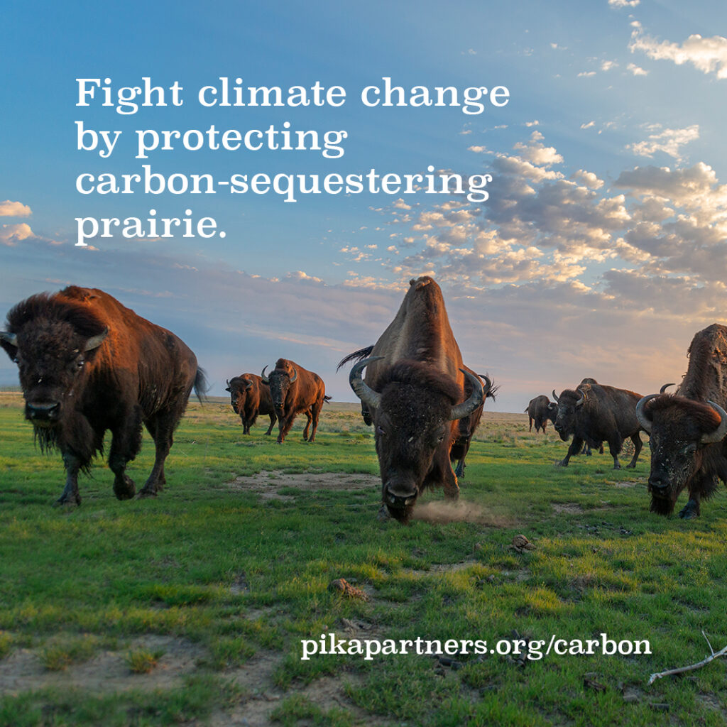 Image of bison in a field courtesy of Sean Boggs for Environmental Defense Fund, with the text "Fight climate change by protecting carbon-sequestering prairie. pikapartners.org/carbon"