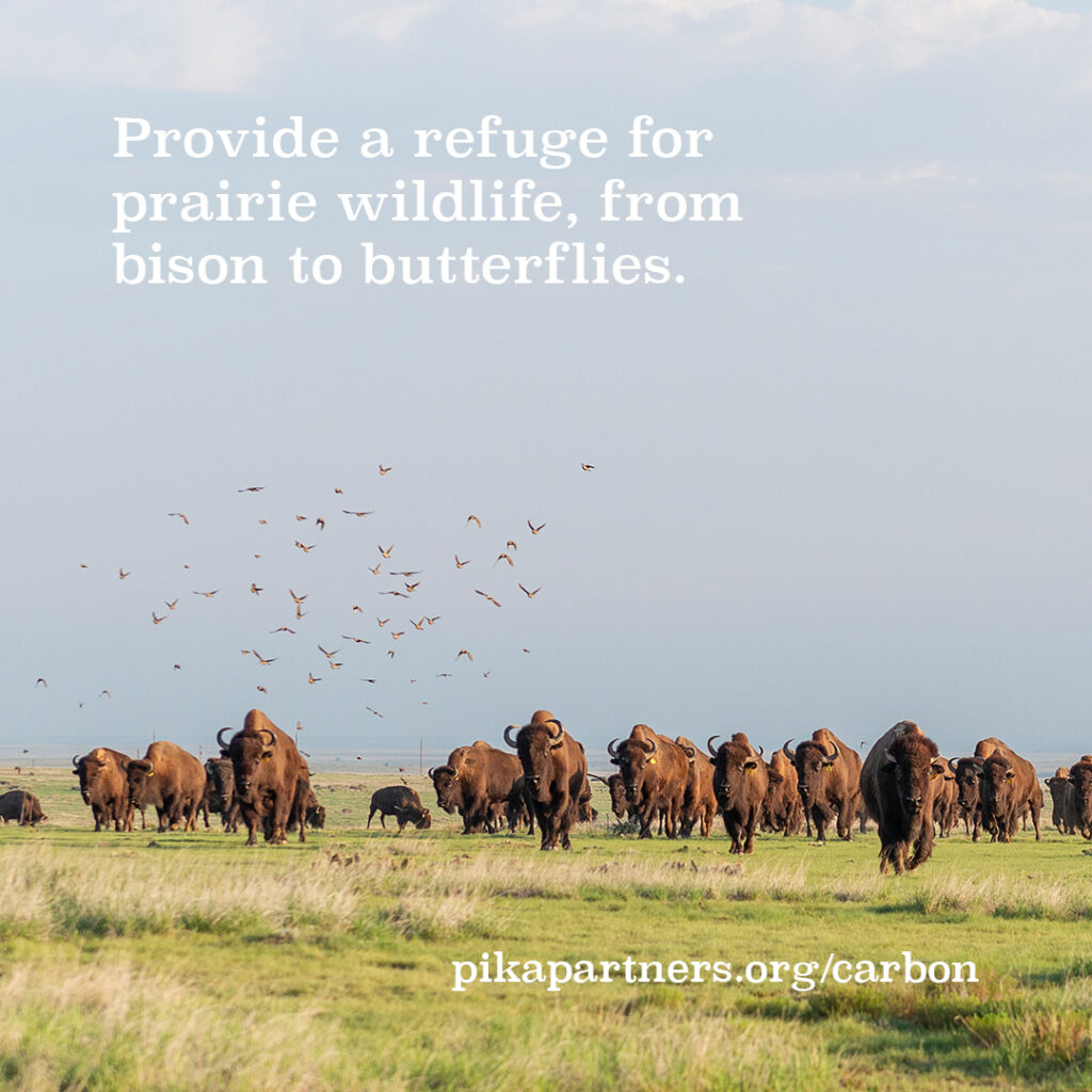 Image of bison in a field with the text "This World Wildlife Day, provide a refuge for prairie wildlife, from bison to butterflies"
