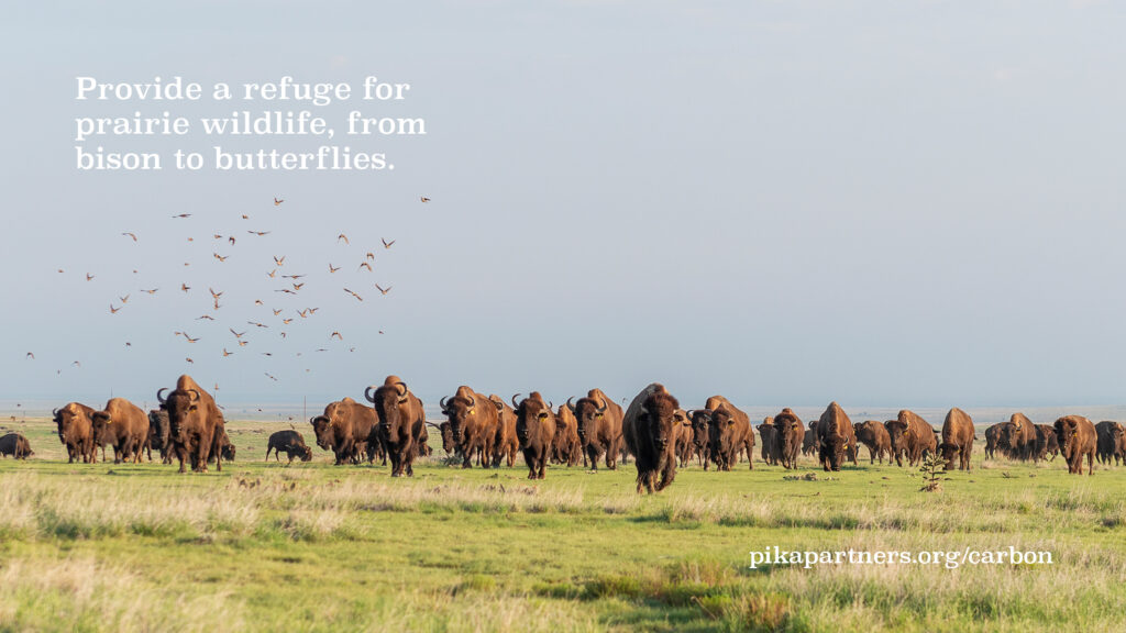Image of bison in a field with the text "This World Wildlife Day, provide a refuge for prairie wildlife, from bison to butterflies"