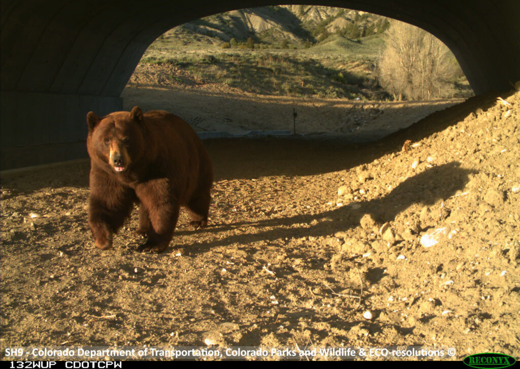 Bear with a blep caught by one of the camera traps using an underpass on State Highway 9