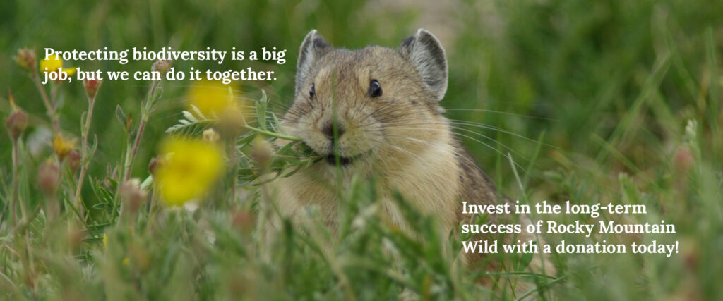 American pika eating flowers. Text says "Protecting biodiversity is a big job, but we can do it together. Invest in the long-term success of Rocky Mountain Wild with a donation today!"