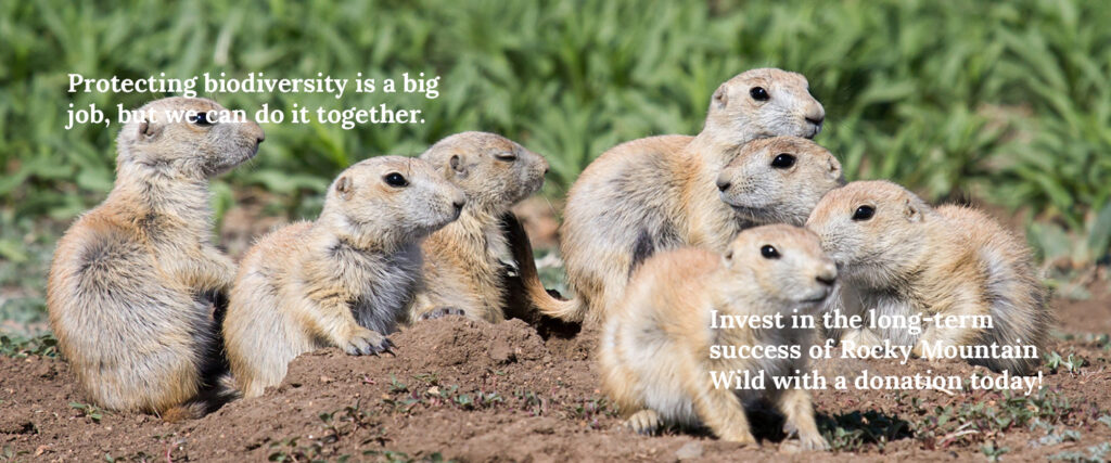 Black-tailed prairie dog pups. Text says "Protecting biodiversity is a big job, but we can do it together. Invest in the long-term success of Rocky Mountain Wild with a donation today."