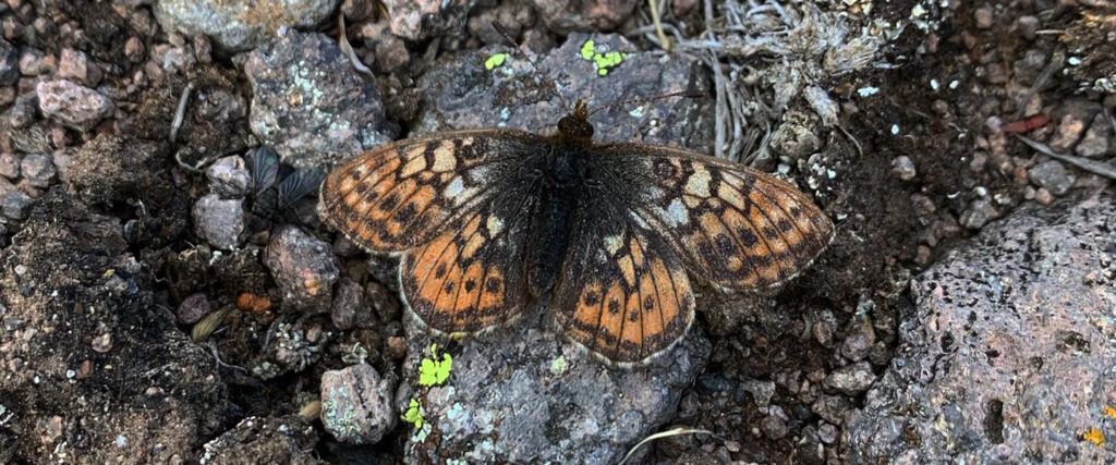 Uncompahgre fritillary butterfly resting on a rock