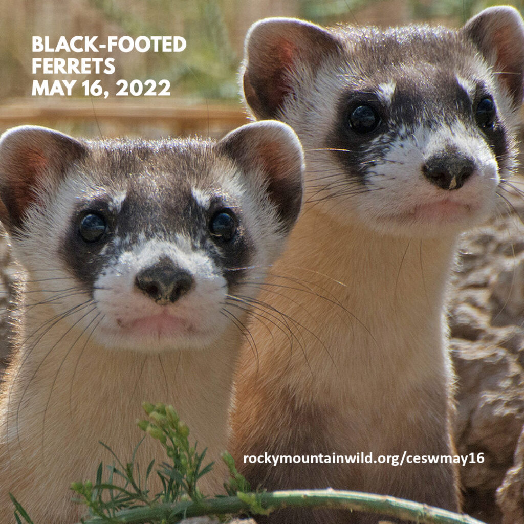 A pair of black-footed ferrets emerging from a prairie dog hole. Text says "Black-footed Ferrets, May 16, 2022. rockymountainwild.org/ceswmay16"