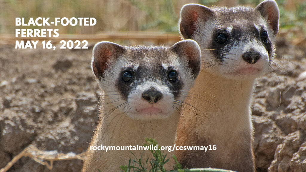 A pair of black-footed ferrets emerging from a prairie dog hole. Text says "Black-footed Ferrets, May 16, 2022. rockymountainwild.org/ceswmay16"