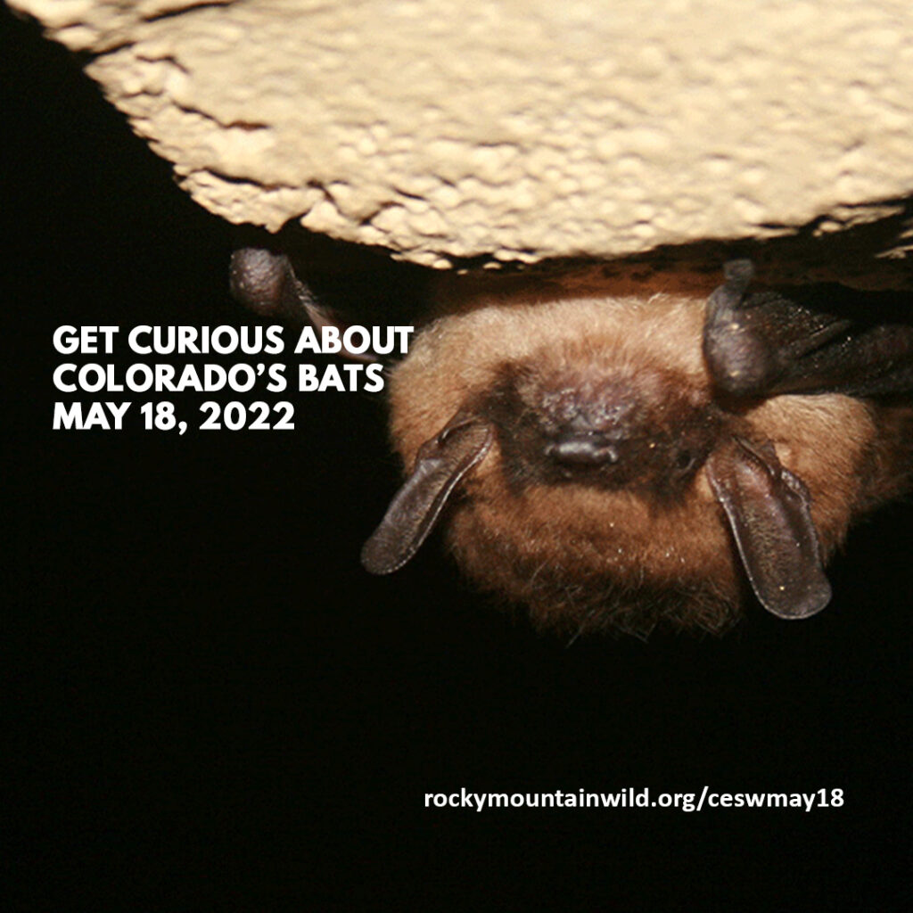Hibernating little brown bat with the text "Get Curious About Colorado's Bats, May 18, 2022, rockymountainwild.org/ceswmay18"