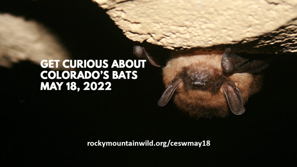 Hibernating little brown bat with the text "Get Curious About Colorado's Bats, May 18, 2022, rockymountainwild.org/ceswmay18"