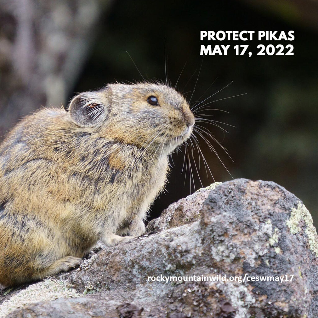 An American pika on talus with the text "Protect Pikas, May 17, 2022. rockymountainwild.org/ceswmay17"