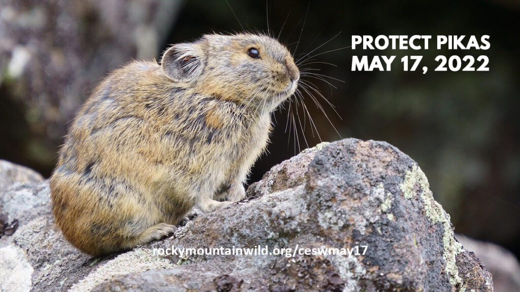 An American pika on talus with the text "Protect Pikas, May 17, 2022. rockymountainwild.org/ceswmay17"